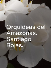 orquidea-sinfecha